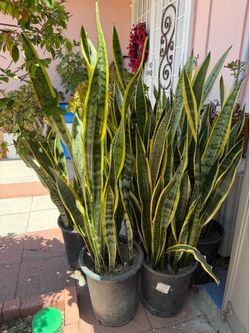Snake Plant
