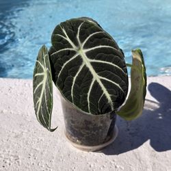 Plant Alocasia Ninja