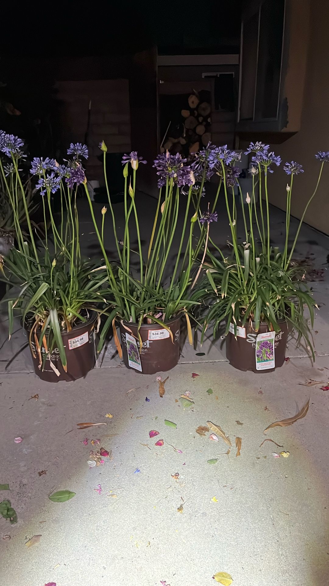 Three Plants At A Discount