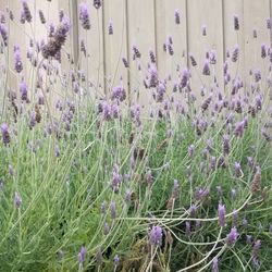 Lavender Flower 