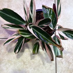 Live Plant 🌱  Triostar Stromanthe