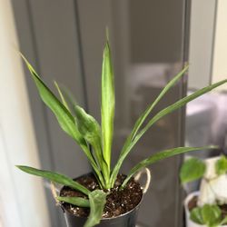Houseplant Yucca In Planter