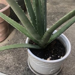 Planta De Alovera 