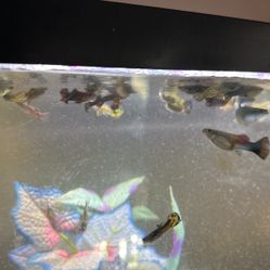 Free Fish (guppies And Endlers Live Bearers)