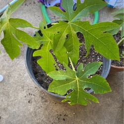 Papaya Tree