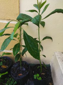 2🥑. Plant. Avocado