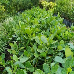 Clusia Privacy Hedge Plants 3gl $4..50🌿🌿