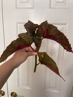 Begonia lercerna plant CUTTING