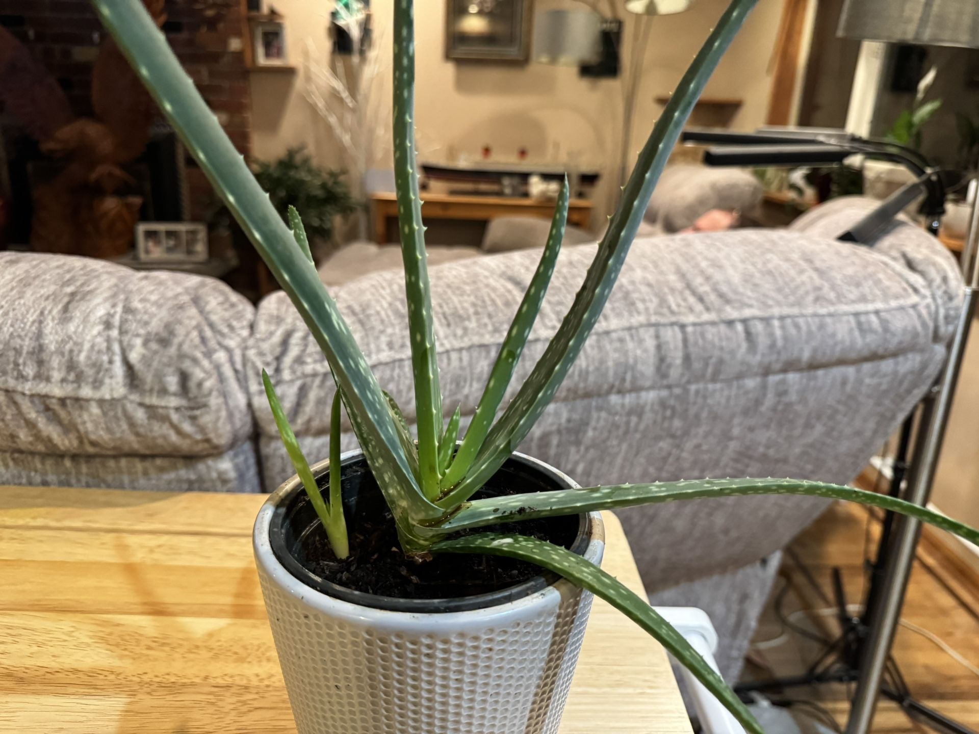 Aloe Plant