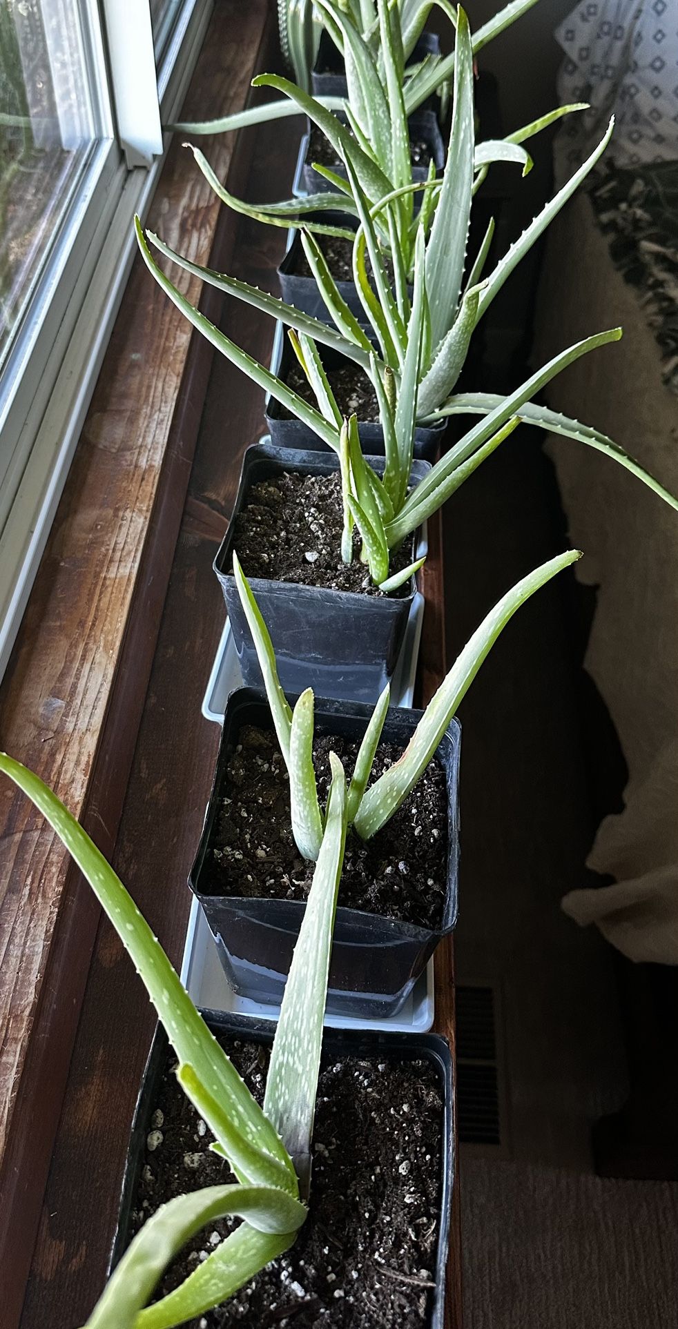 Aloe Vera Plant