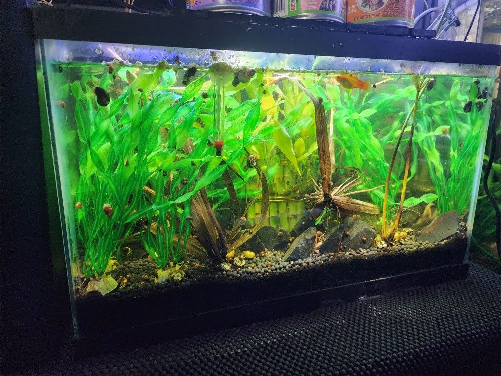 10 Gallon Fish Tank