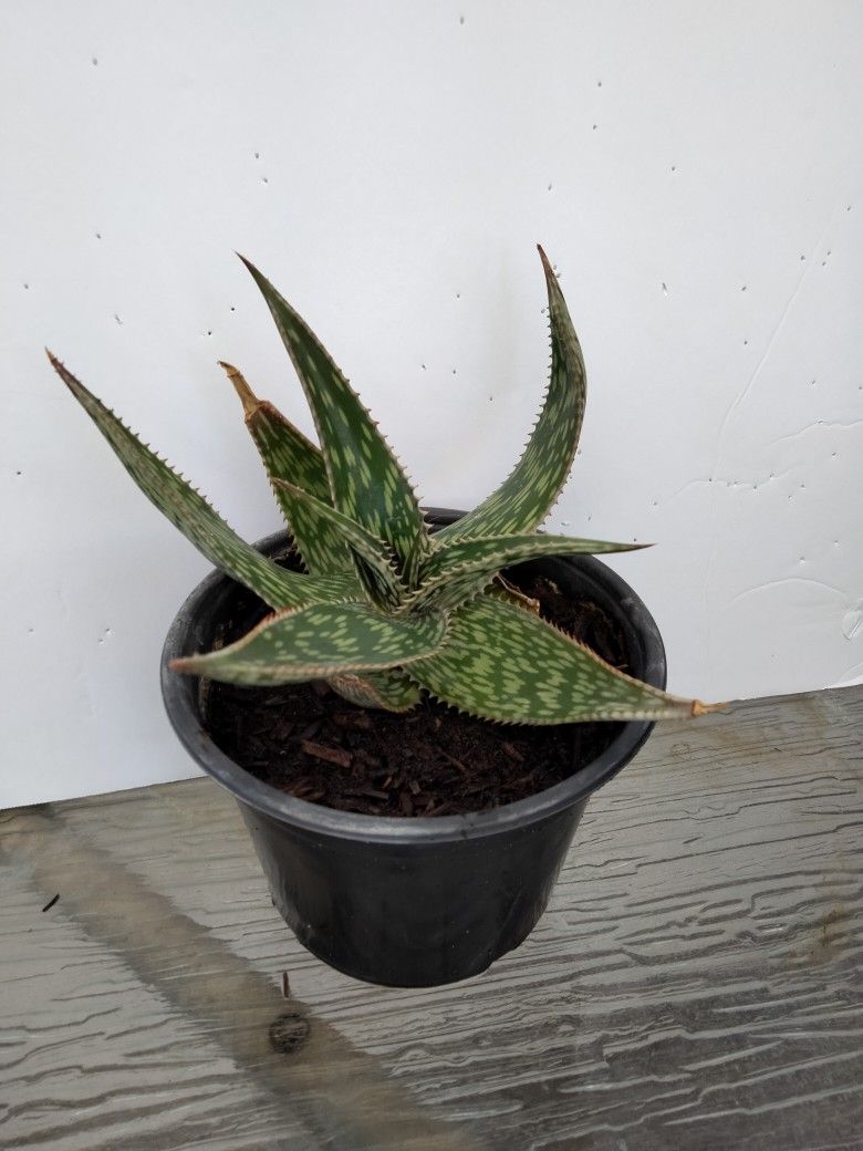 Organically Grown Aloe Vera Plant