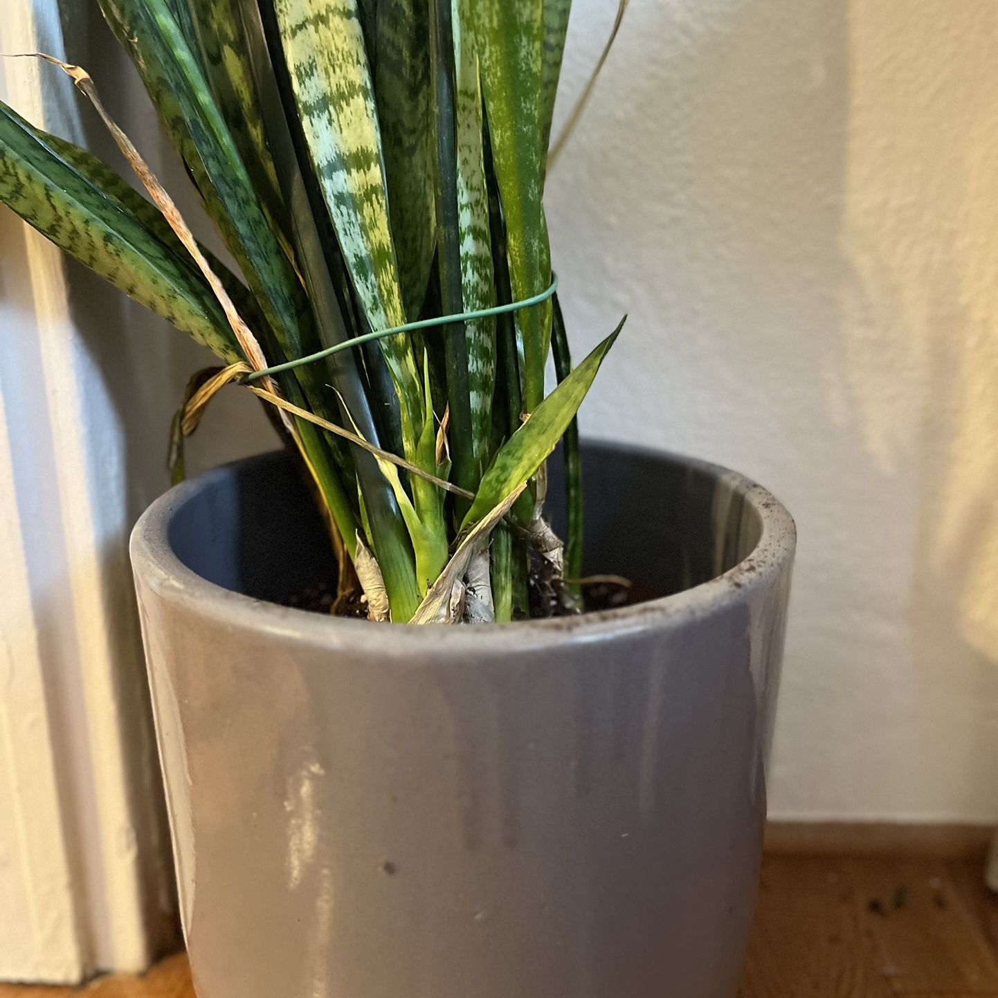 Snake Plant With Pot 
