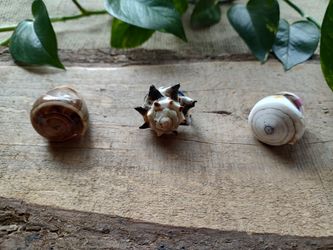 Shell Rings - Assorted Sizes