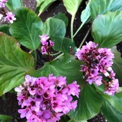 Bergenia, Pig Squeak Perennial Plant Blooms Twice A Year. 