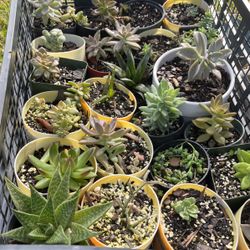 Succulents 