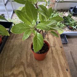 Longevity Spinach, Gynura Procumbens Plant