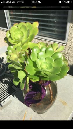 Beautiful plant with Vase .