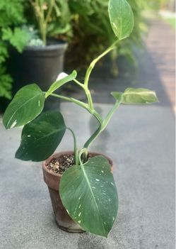 $13 House/shade plant With variegated eaves