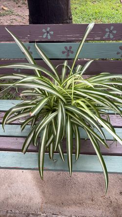 Spider plants
