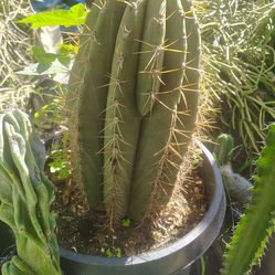 Fatboy Cactus plant