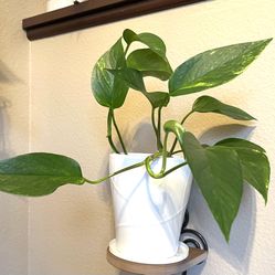 Golden Pothos House Plant In Cute Textured Ceramic Pot 5.5"H.