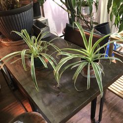 Two Spider Plants $10 Each 