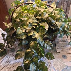 Huge Faux Pothos Plant
