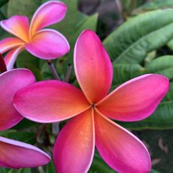 Plumeria Plants (potted)