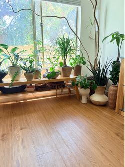 PRICES VARY Small-Medium Potted Plants in Unique & Stylish Vases / Planters ($15 and up!)