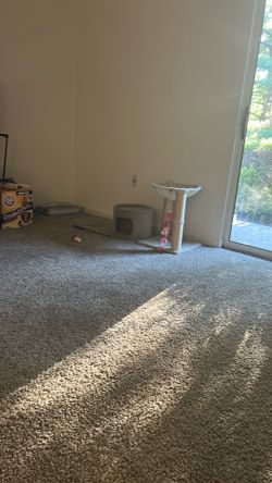 Cat condo and tree