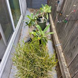 Agave And Fire Cactus Plants 