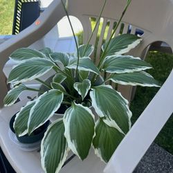 Plants