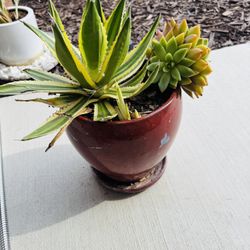 Big Succulent Plant