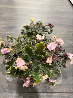 African Violet Curley pink heaven in pot