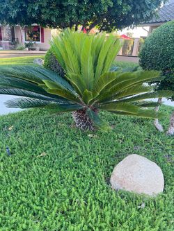 Free Sago Palm Trees
