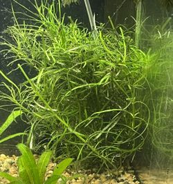 Pogo Stemon Live Aquarium Plants