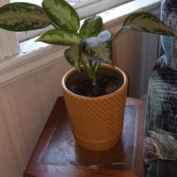 House Plant With Ceramic Pot