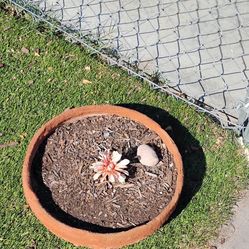 Terra cotta Planter Pot