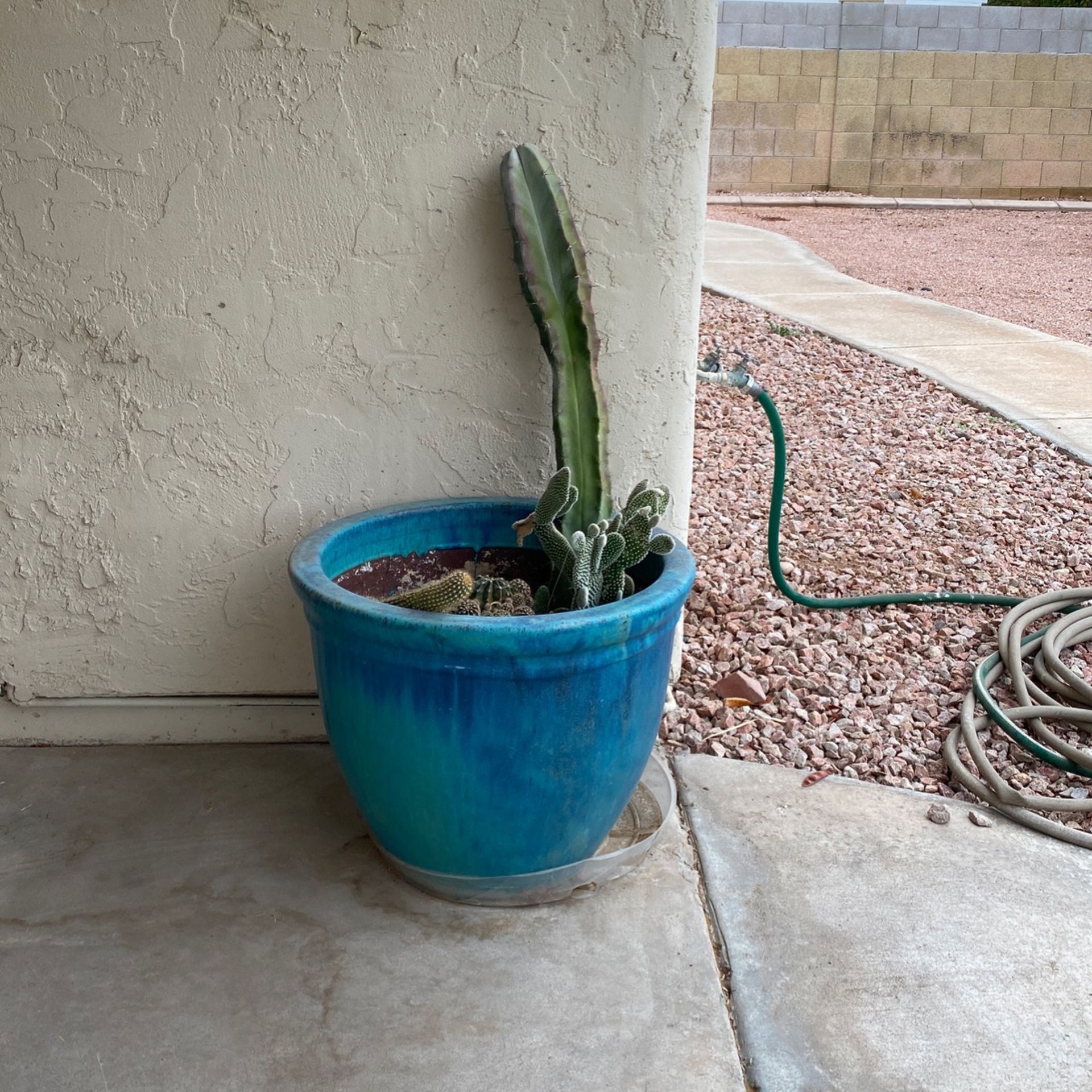 Pot + Cacti For Sale