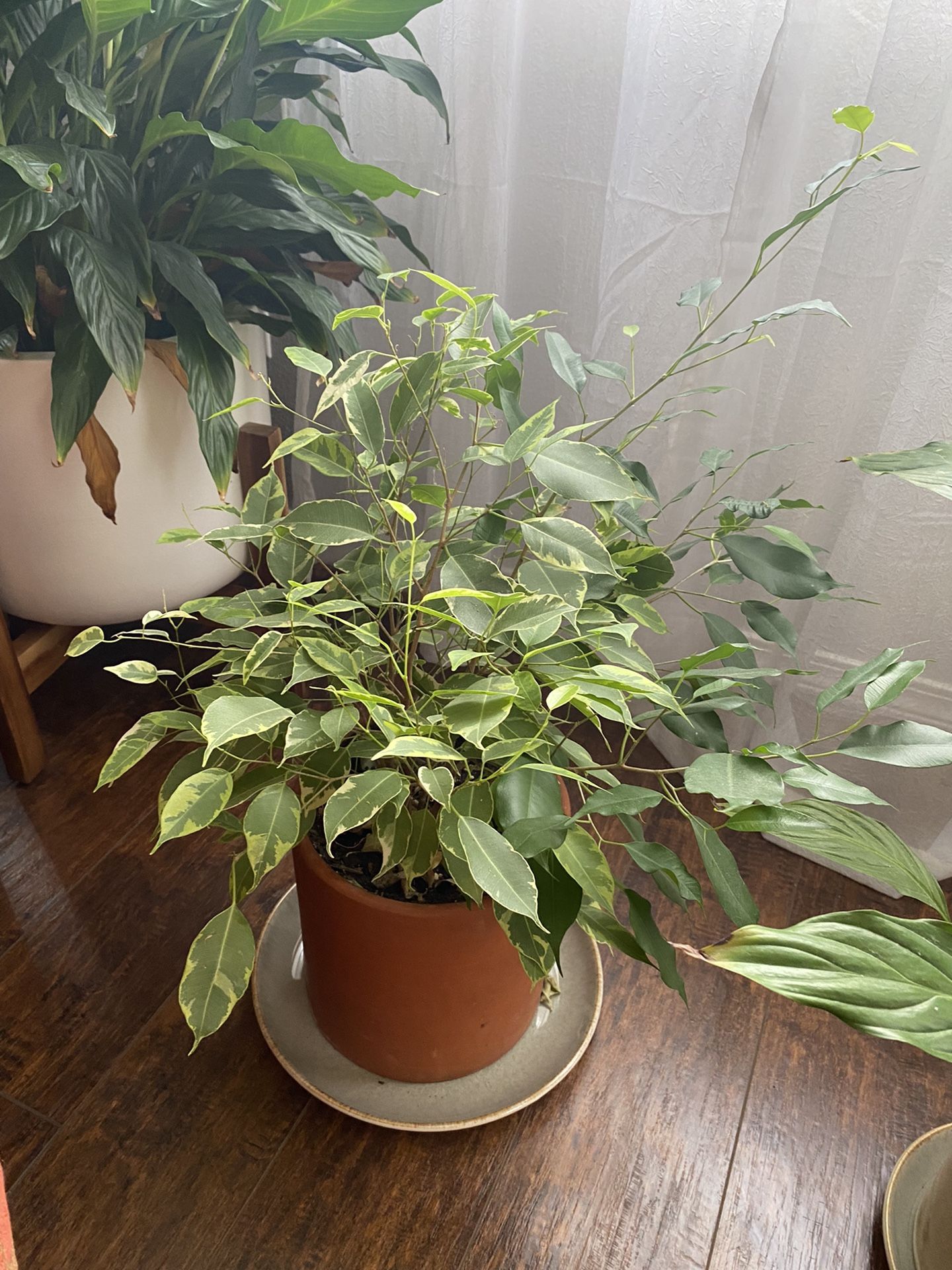 House Plant: Ficus Benjamina 