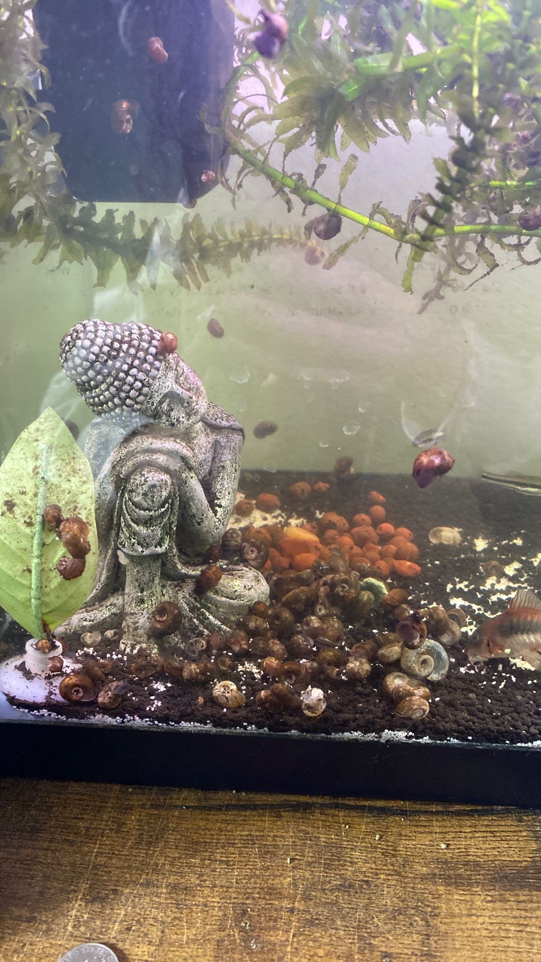 Dwarf/miniature Ramshorn Live Freshwater Snails