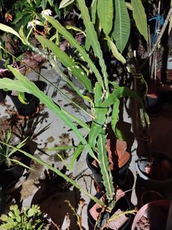 Beautiful and healthy Epiphyllum with white flowers