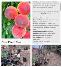 Vegetable Starts, Berry Bushes, Raspberry, Blackberry, Sorrel, Strawberry, Sea Berry, Arronia, Red Radish, Peppers, Peach Trees, Blueberry, Plum