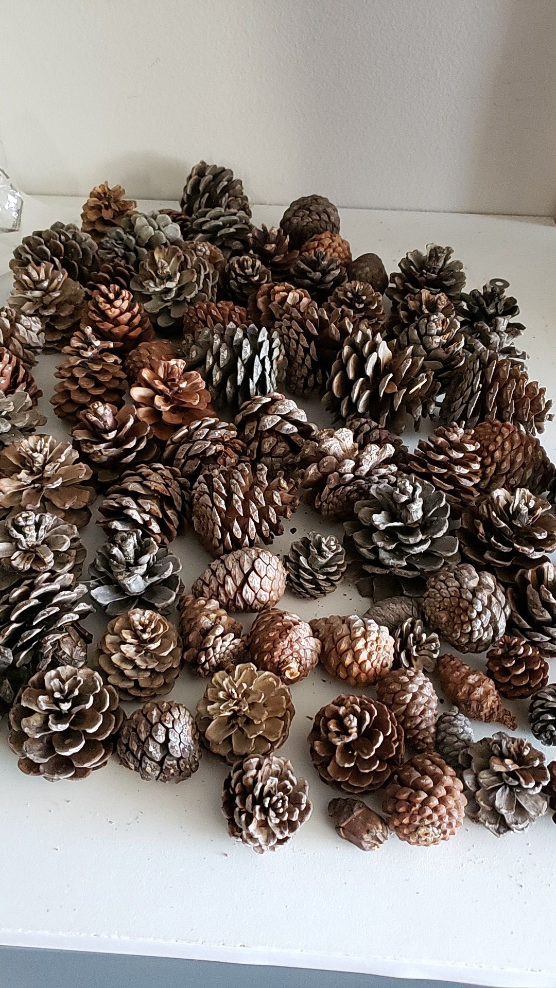 Various pine cones for crafting