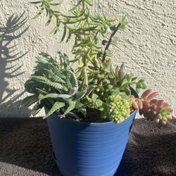 Succulents In A Blue Pot ..