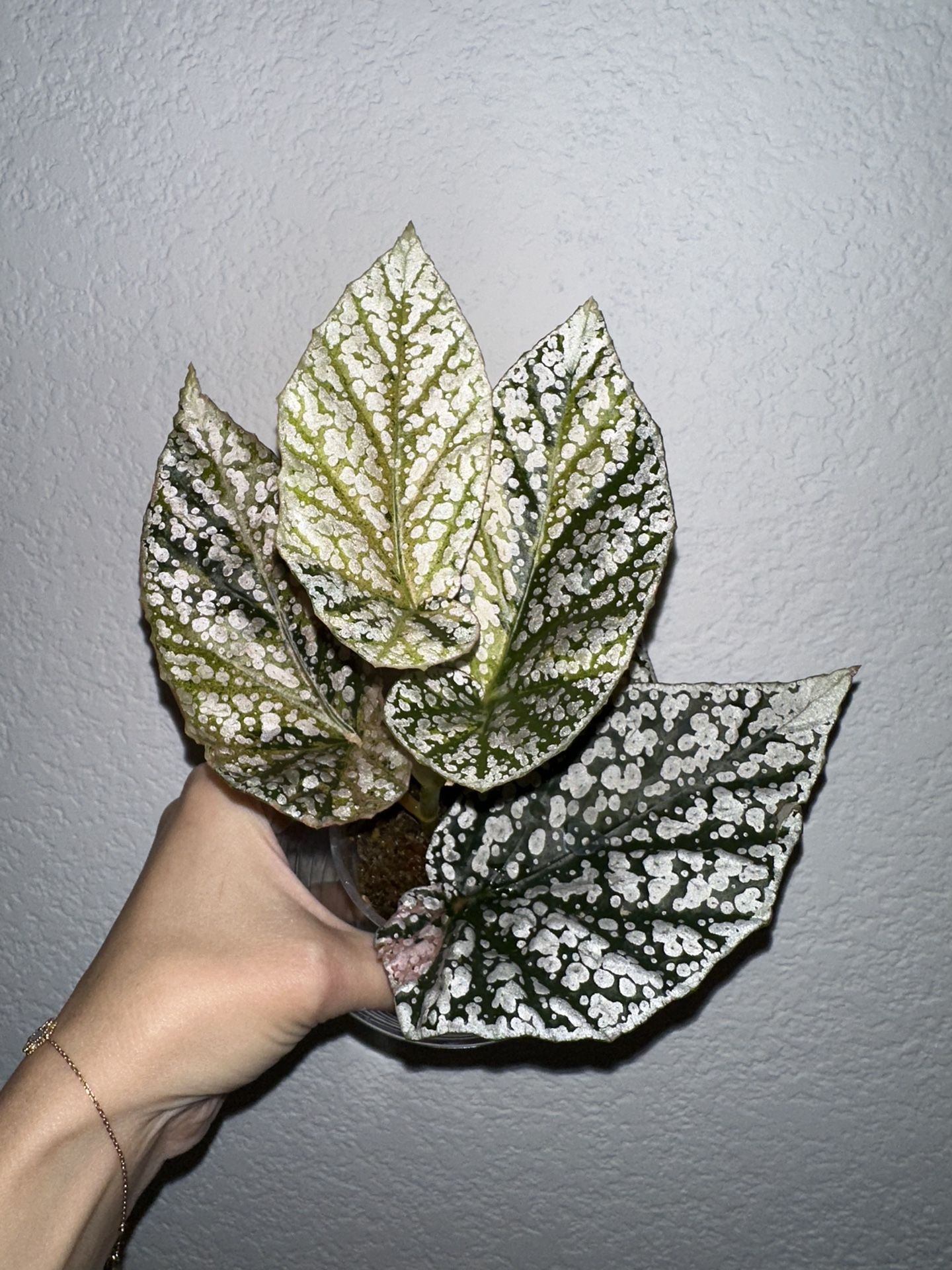 Begonia Snow Capped Variegated