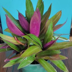 Moses In The Cradle Plant