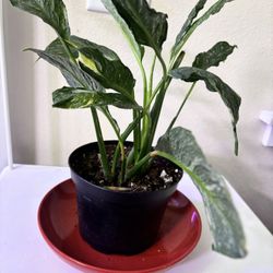 Variegated Peace Lily Aka Spatiphillum Domino 
