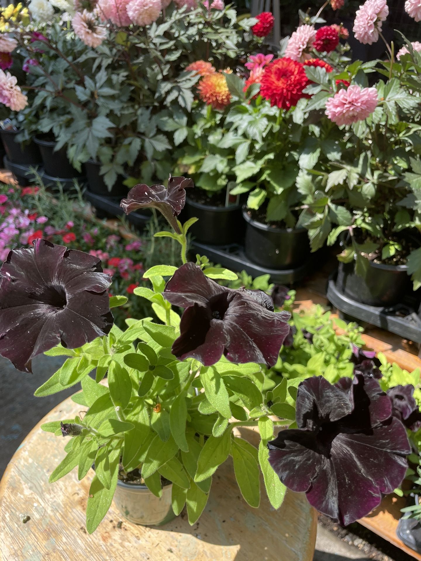 Petunia